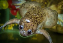 African clawed frog