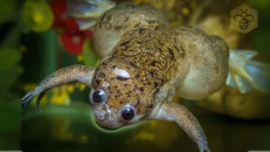 African clawed frog