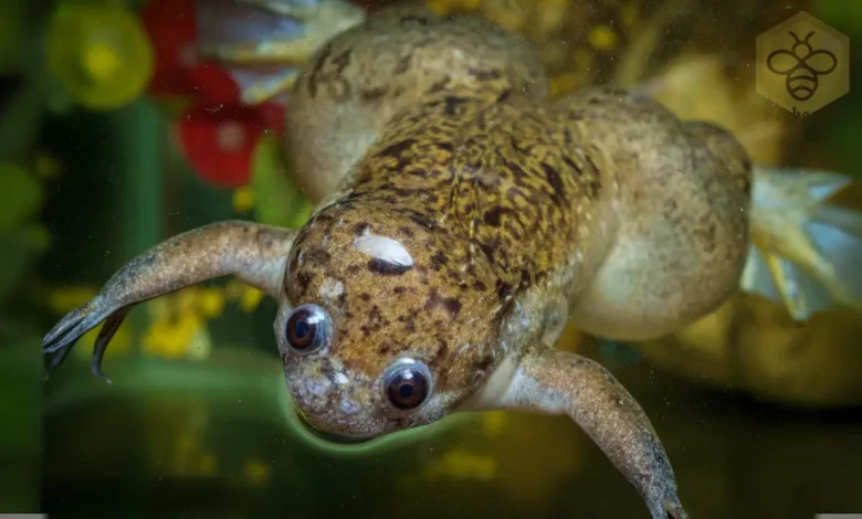 African clawed frog