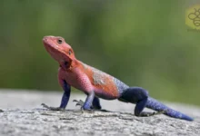 Agama Lizards
