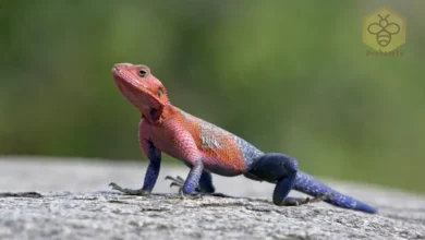 Agama Lizards