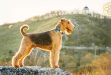 Airedale Terriers