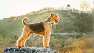 Airedale Terriers