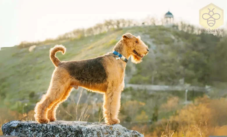 Airedale Terriers