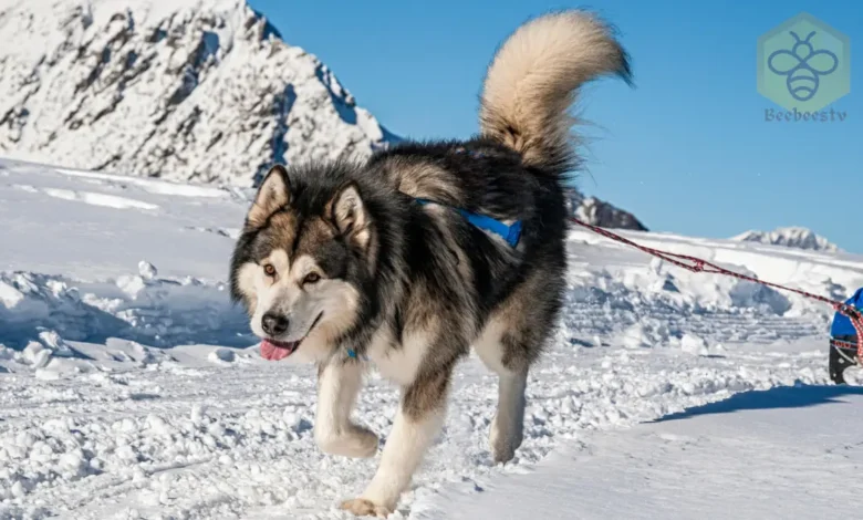 Alaskan Malamute