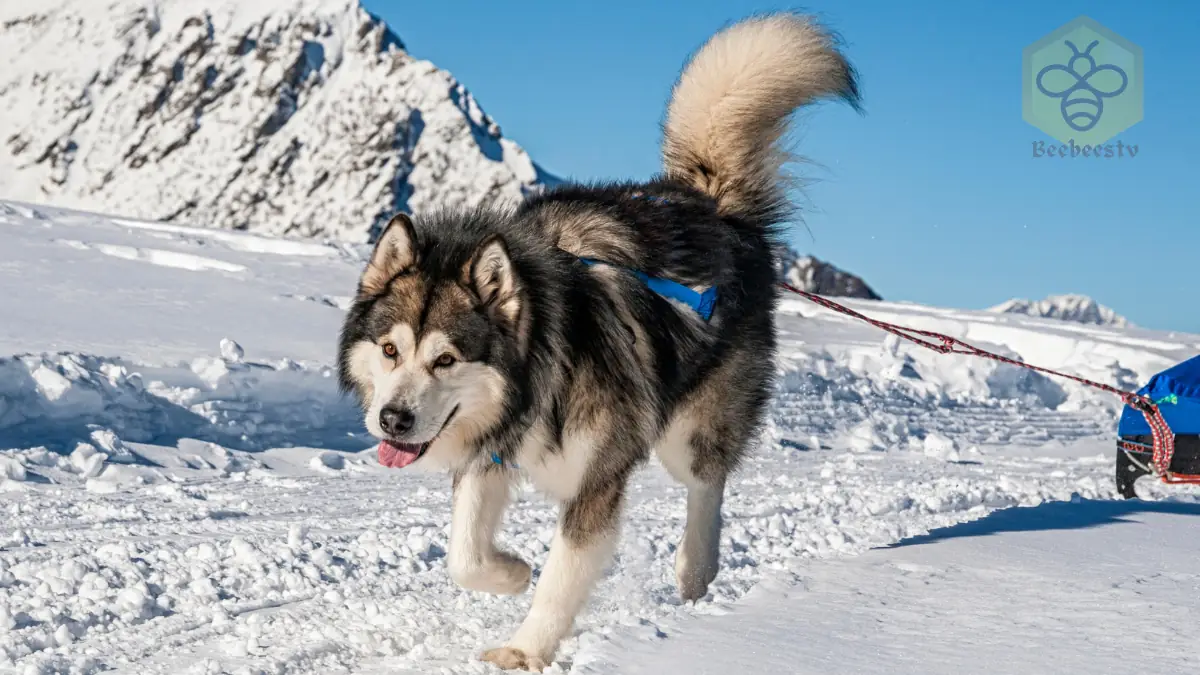 Alaskan Malamute