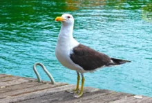 Albatrosses