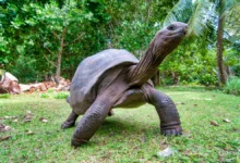 Aldabra Giant Tortoise