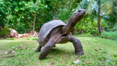 Aldabra Giant Tortoise