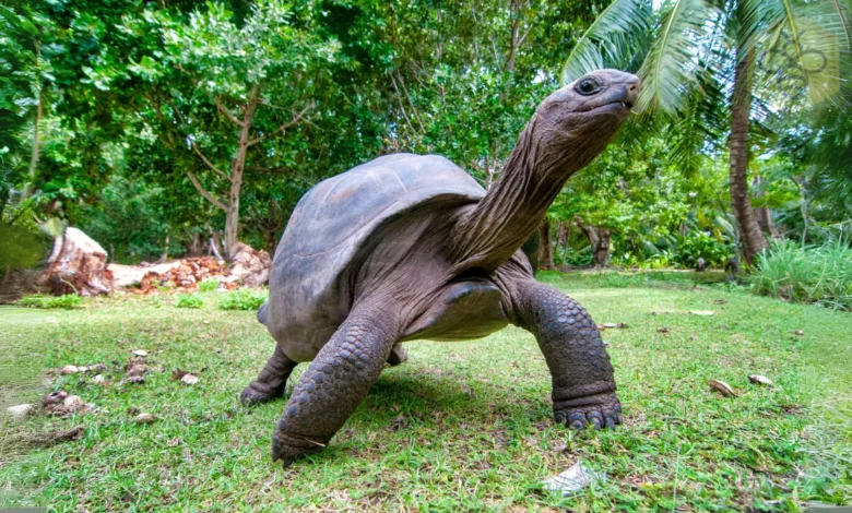 Aldabra Giant Tortoise