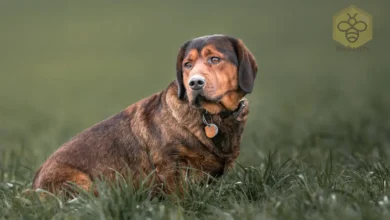 Alpine Dachsbracke