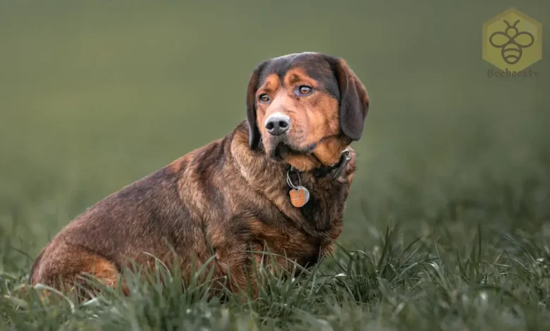 Alpine Dachsbracke