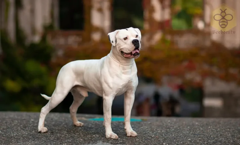 American Bulldogs