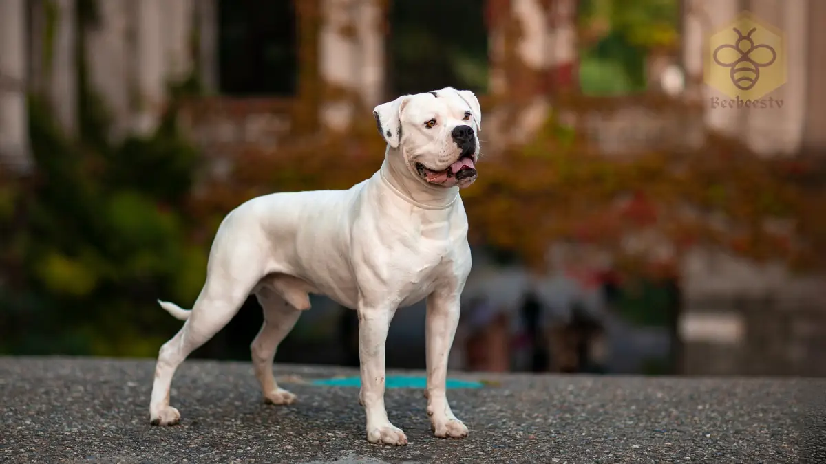 American Bulldogs