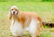 American Cocker Spaniel