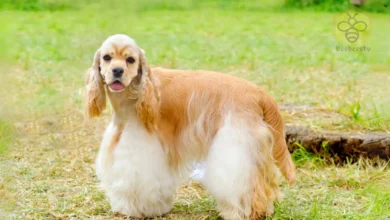 American Cocker Spaniel