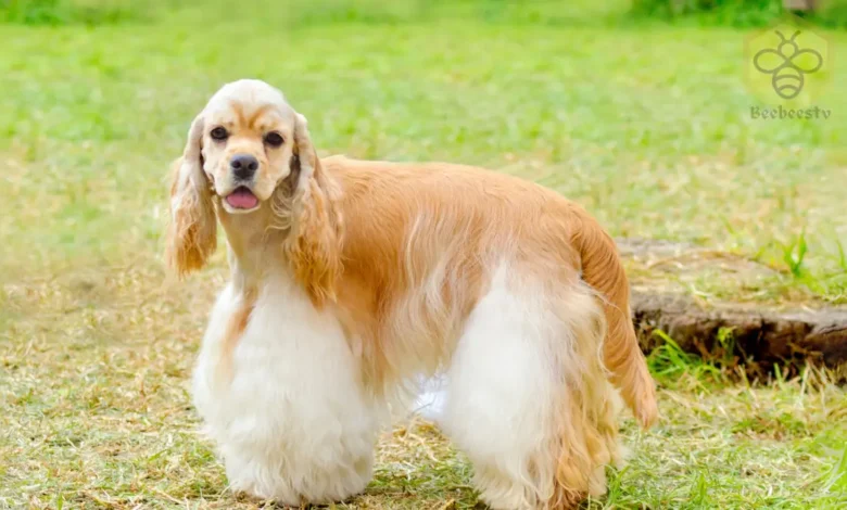 American Cocker Spaniel