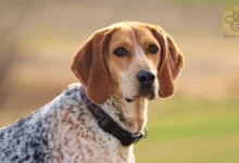 American Coonhound