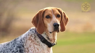 American Coonhound