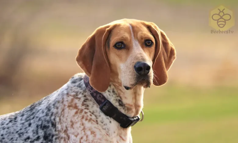 American Coonhound