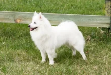 American Eskimo Dog