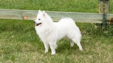 American Eskimo Dog