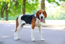 American Foxhound