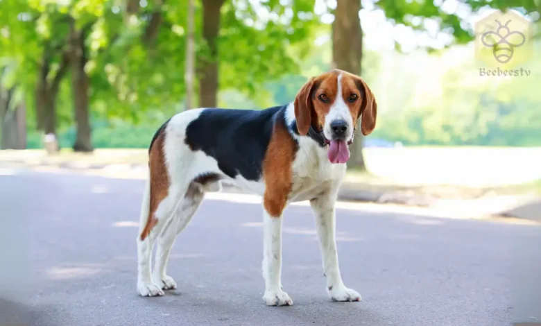 American Foxhound