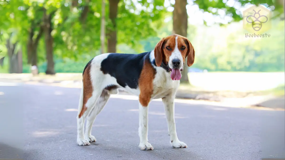 American Foxhound