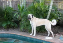 Anatolian Shepherd Dog