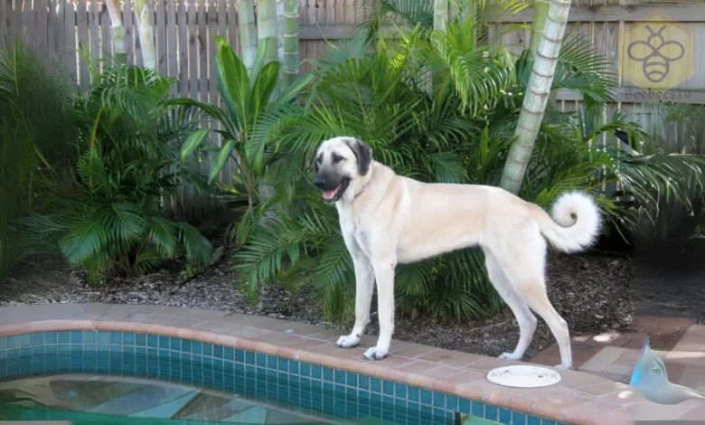 Anatolian Shepherd Dog