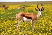 Antelopes