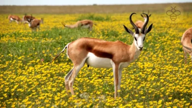 Antelopes