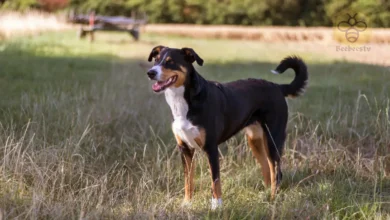 Appenzeller Dog