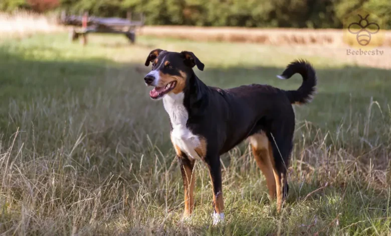 Appenzeller Dog