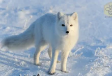 Arctic Fox