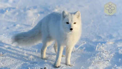 Arctic Fox