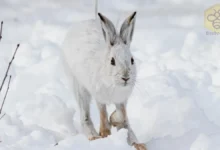 Arctic Hares