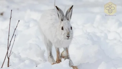 Arctic Hares