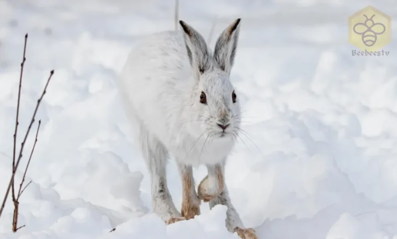 Arctic Hares