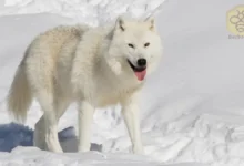 Arctic Wolf