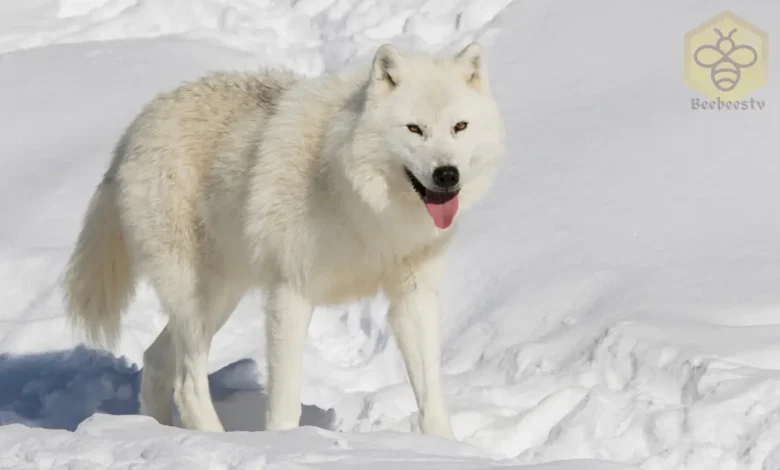 Arctic Wolf