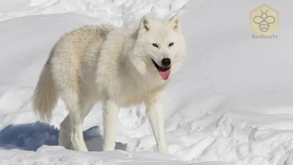 Arctic Wolf