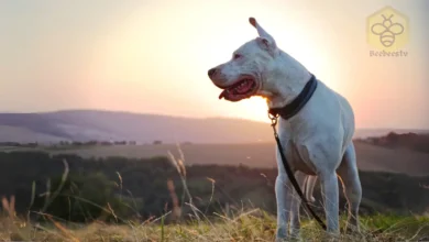 Argentine Dogo