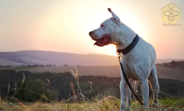 Argentine Dogo