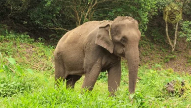 Asian Elephant