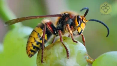 Asian Giant Hornet