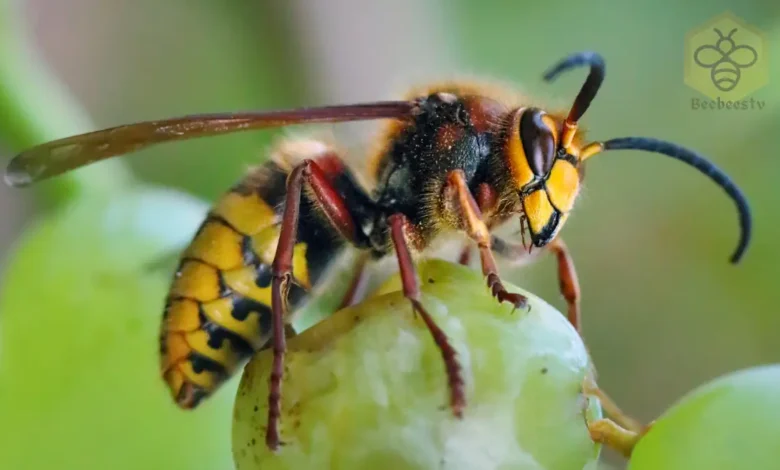 Asian Giant Hornet