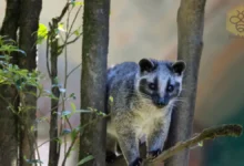 Asian Palm Civets