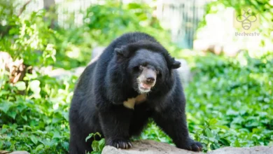 Asiatic Black Bear